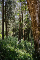 Caucasian men walking and exploring a trek trail in a forest