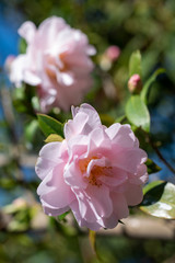 Pink flowers of camellia x williamsii Citation