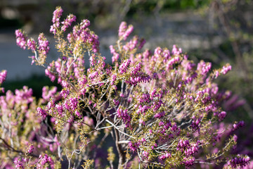 Fototapeta premium A closeup on a Erica × darleyensis blooming bush