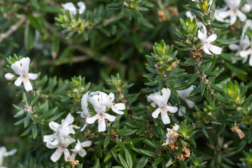 White flowers of Westringia fruticosa