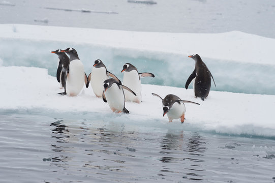 Gentoo Penguins Jumping To The Water From Ice