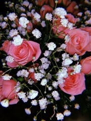 bouquet of pink roses