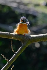 kingfisher on branch