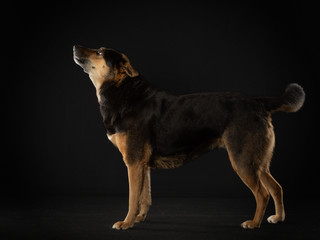dog on a dark background. Beautiful pet. Animals in the studio.