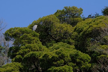 Fototapeta na wymiar gray heron on tree
