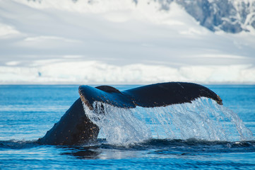 Humpback Whale tail