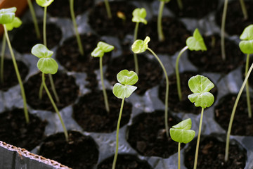 growing seedlings for the garden in spring,small seedlings for the garden, germinating seedlings,