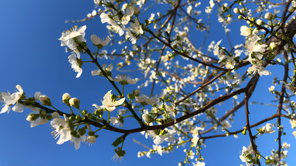 Sakura cherry blossom flower on blue sky background