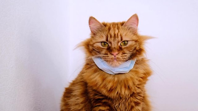 Red cat with a medical mask from the virus. COVID-19 protective dressing for kittens. Orange cat is protected from coronavirus disease 2020. The mask on the neck of a fat redhead cat. White background