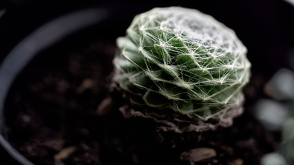 Close-up. Little green cactus with white net in a pot. Blur