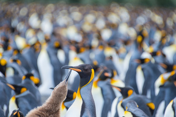 King Penguins colony Gold Harbour
