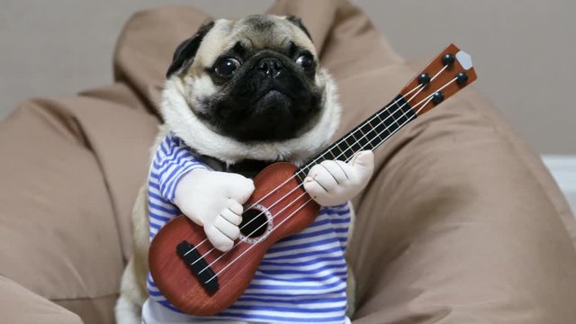 Cheerful funny pug dog singer with a guitar, yawns and sings a song, dog musician guitarist on a soft chair bag