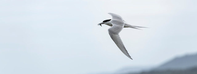 Fototapeta premium Flying tern of the white-fronted tern colony at Pancake rocks, with a fresh fished fish, New Zealand.