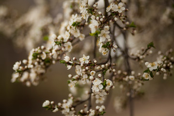 blossomed cherry tree.romantic spring background