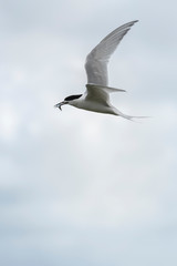 Flying tern of the white-fronted tern colony at Pancake rocks, with a fresh fished fish,  New Zealand.