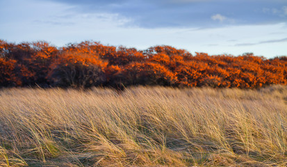 Orange fruit on the sea buckthorn bushes in nature -  Scottish cast during the winter.