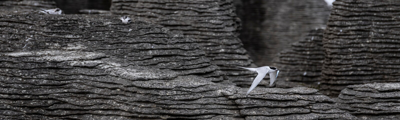 Flying tern of the white-fronted tern colony at Pancake rocks, with a fresh fished fish,  New...