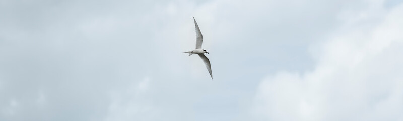 Flying tern of the white-fronted tern colony at Pancake rocks, with a fresh fished fish,  New...