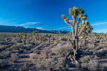 Fototapeta na wymiar Yucca Forest in Desert National Wildlife Refuge is a Joshua Tree (Yucca brevifolia var. jaegeriana) woodland outside Las Vegas, Clark County, Nevada. USA