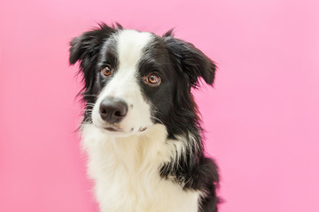 Fototapeta premium Funny studio portrait of cute smilling puppy dog border collie isolated on pink background. New lovely member of family little dog gazing and waiting for reward. Pet care and animals concept