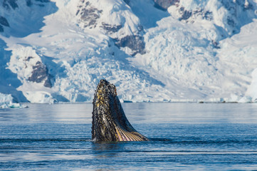 Naklejka premium Humpback Whale feeding krill