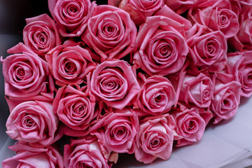 Valentines day background with luxury pink roses. womans day