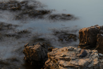 New Zealand fur seal sleeping during a sunny sunrise at Shag Point, New Zealand