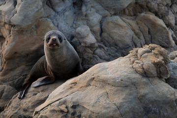 New Zealand fur seal cub active during a cloudy sunrise at Shag Point, New Zealand.