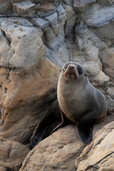Obraz premium New Zealand fur seal cub active during a cloudy sunrise at Shag Point, New Zealand.