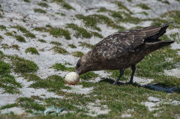 Brown Skua with egg