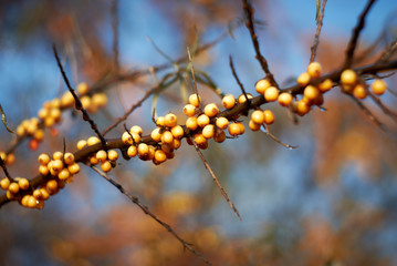 Autumn harvest of sea buckthorn.