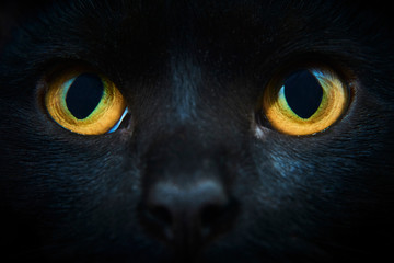 Close-up of black cat looking at the camera, yellow eyes. Selective focus - Powered by Adobe
