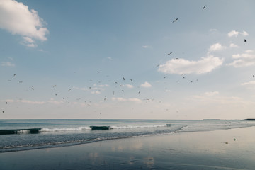 Large group flock of seagulls at Indian ocean beach flying on summer sunset