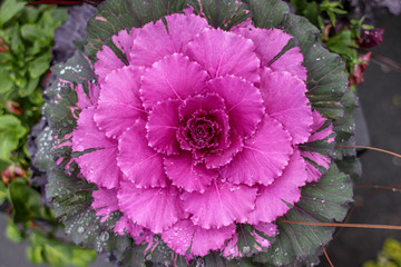 Fall Cabbage