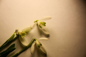 Three white flowers of a spring snowdrop in the left corner of the picture on a light background. There is a place for text