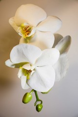 Fototapeta na wymiar Three flowers of white orchids on a cream background