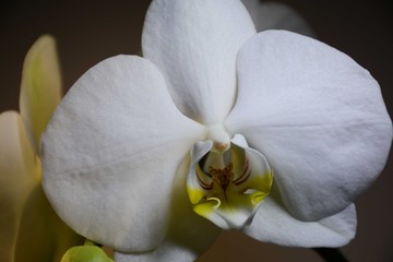  Closeup of a romantic white orchid flower. Dark background