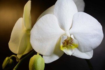 Romantic white orchids with buds on a dark background with backlight
