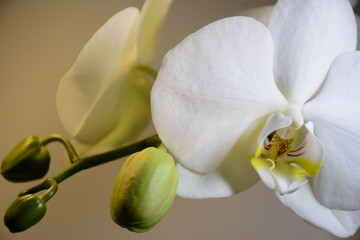 Branch with flowers and buds of white orchids with buds on a light background