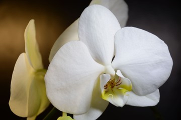 Naklejka na ściany i meble Beautiful white orchids on a dark background
