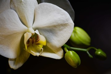 Fototapeta na wymiar Closeup of a romantic white orchid flower with buds. Dark background
