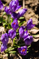 Beautiful purple spring crocuses flourished in the garden