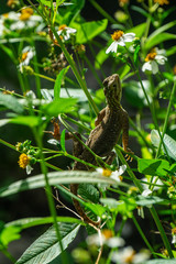 Female or immature male invasive Peters's Rock Agama (Agama picticauda) eating flowers from a Bidens alba plant, Stuart, Florida, USA
