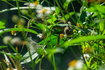 Female or immature male invasive Peters's Rock Agama (Agama picticauda) eating flowers from a Bidens alba plant, Stuart, Florida, USA
