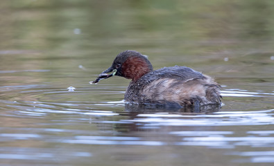 Little Grebe Swimming