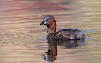 Little Grebe Swimming