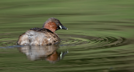 Little Grebe Swimming