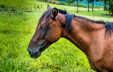 portrait of a horse