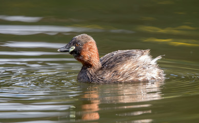 Little Grebe Swimming