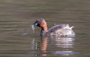 Little Grebe With Fish